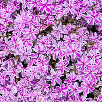 Foto von Teppich-Flammenblume 'Candy Stripes' (Phlox subulata 'Candy Stripes')