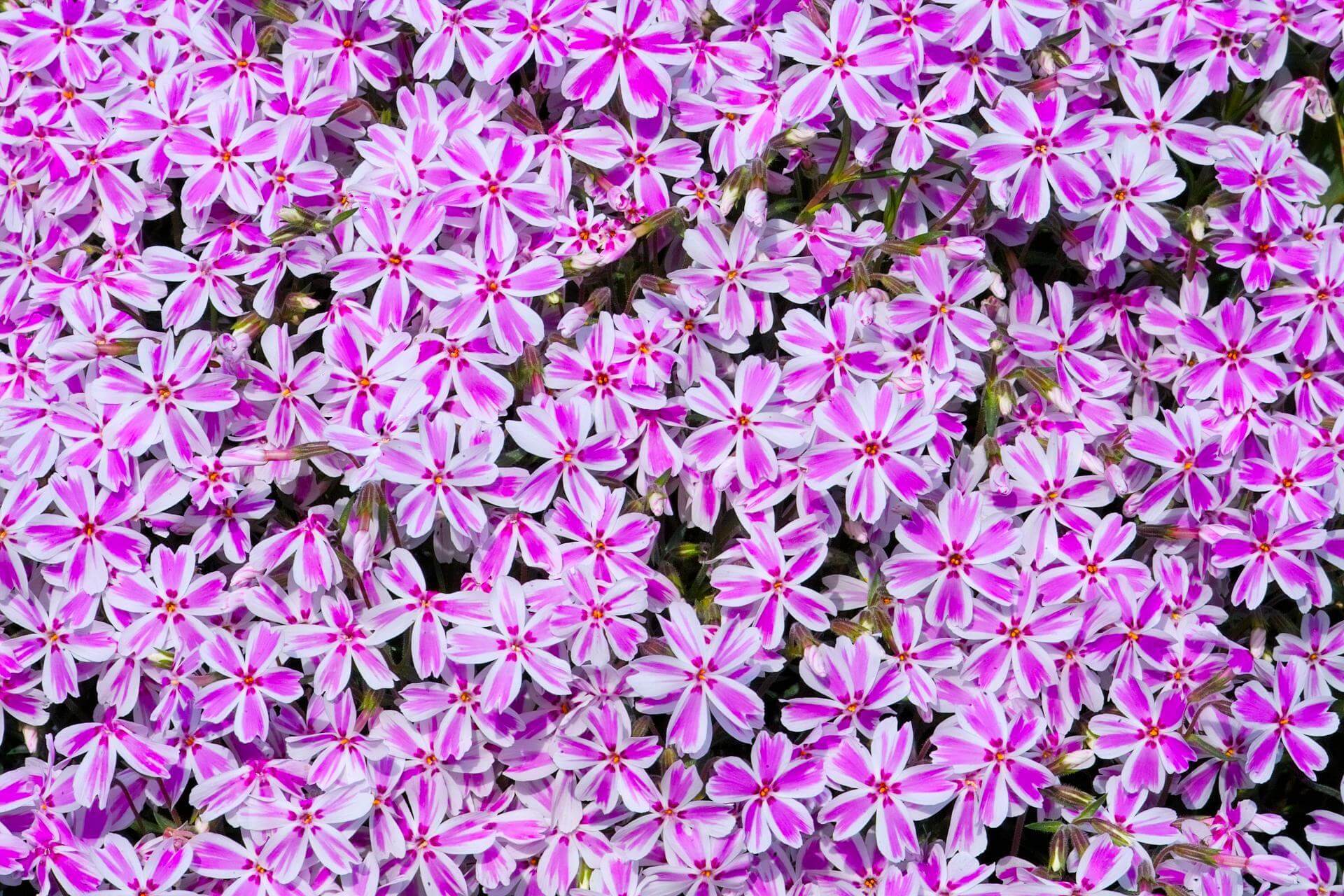 TeppichFlammenblume 'Candy Stripes' / Phlox subulata 'Candy Stripes'