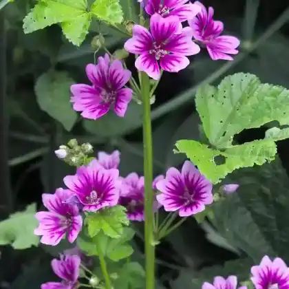 Foto von Garten-Malve 'Zebrina' (Malva sylvestris 'Zebrina')
