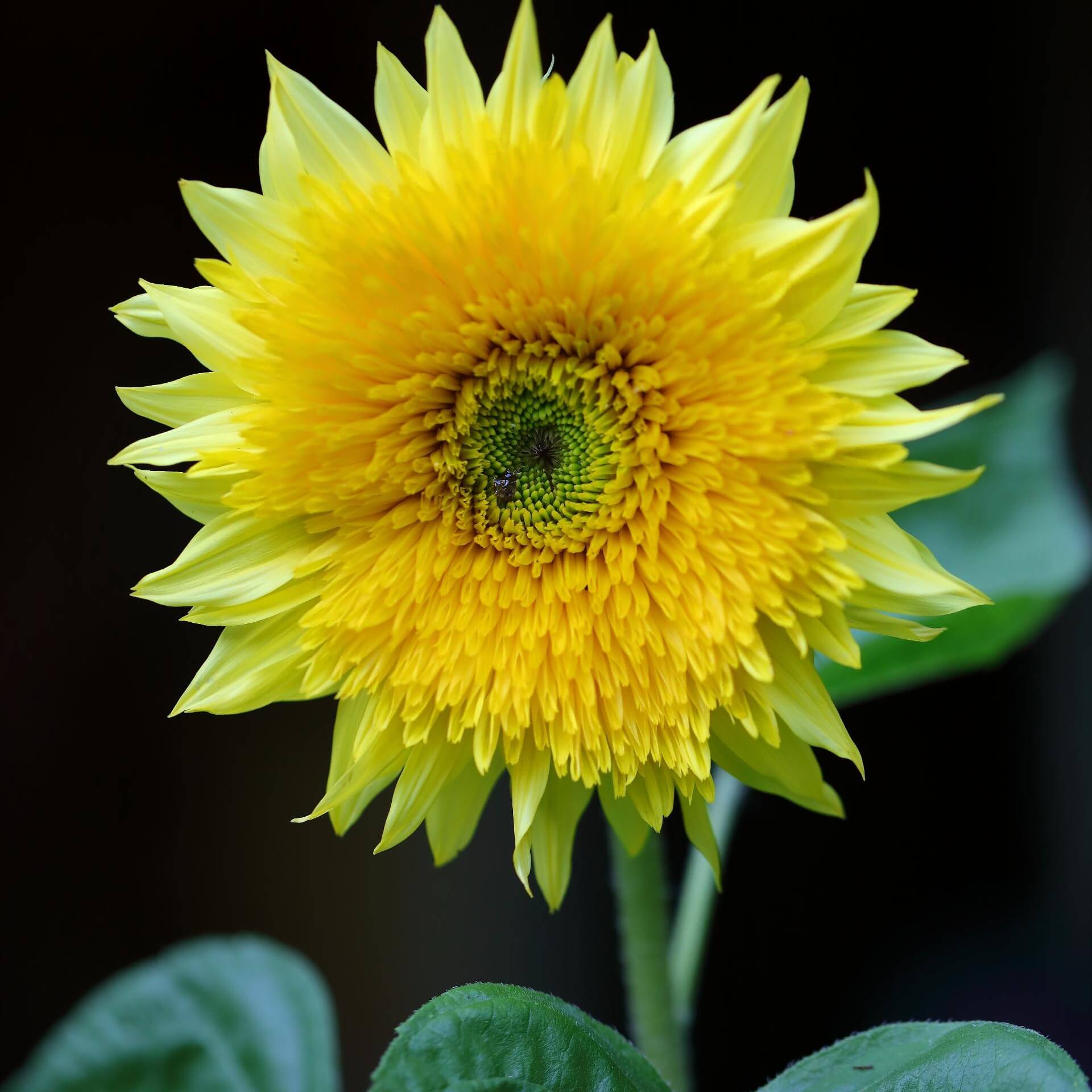 Sonnenblume 'Starburst Lemon Aura F1' (Helianthus annuus 'Starburst Lemon Aura F1')