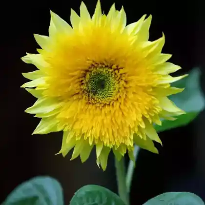 Foto von Sonnenblume 'Starburst Lemon Aura F1' (Helianthus annuus 'Starburst Lemon Aura F1')