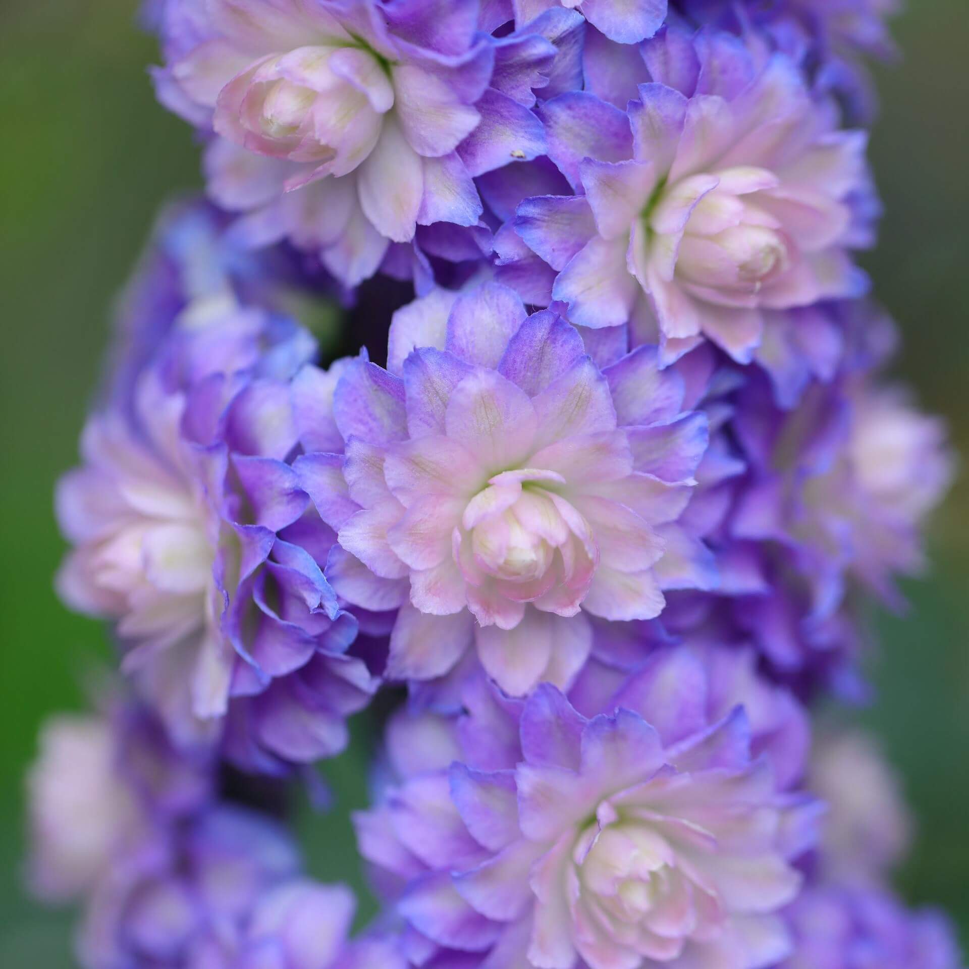 Hoher Rittersporn 'Highlander Bolero' (Delphinium x elatum 'Highlander Bolero')