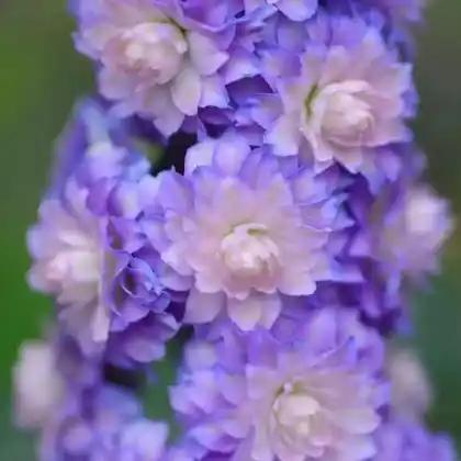 Foto von Hoher Rittersporn 'Highlander Bolero' (Delphinium x elatum 'Highlander Bolero')