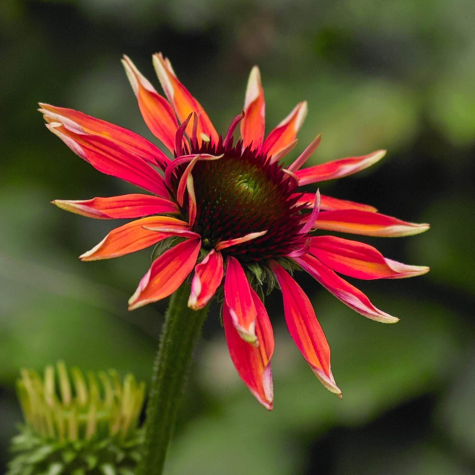 Scheinsonnenhut 'Hot Lava' (Echinacea purpurea 'Hot Lava')