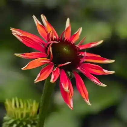 Foto von Scheinsonnenhut 'Hot Lava' (Echinacea purpurea 'Hot Lava')