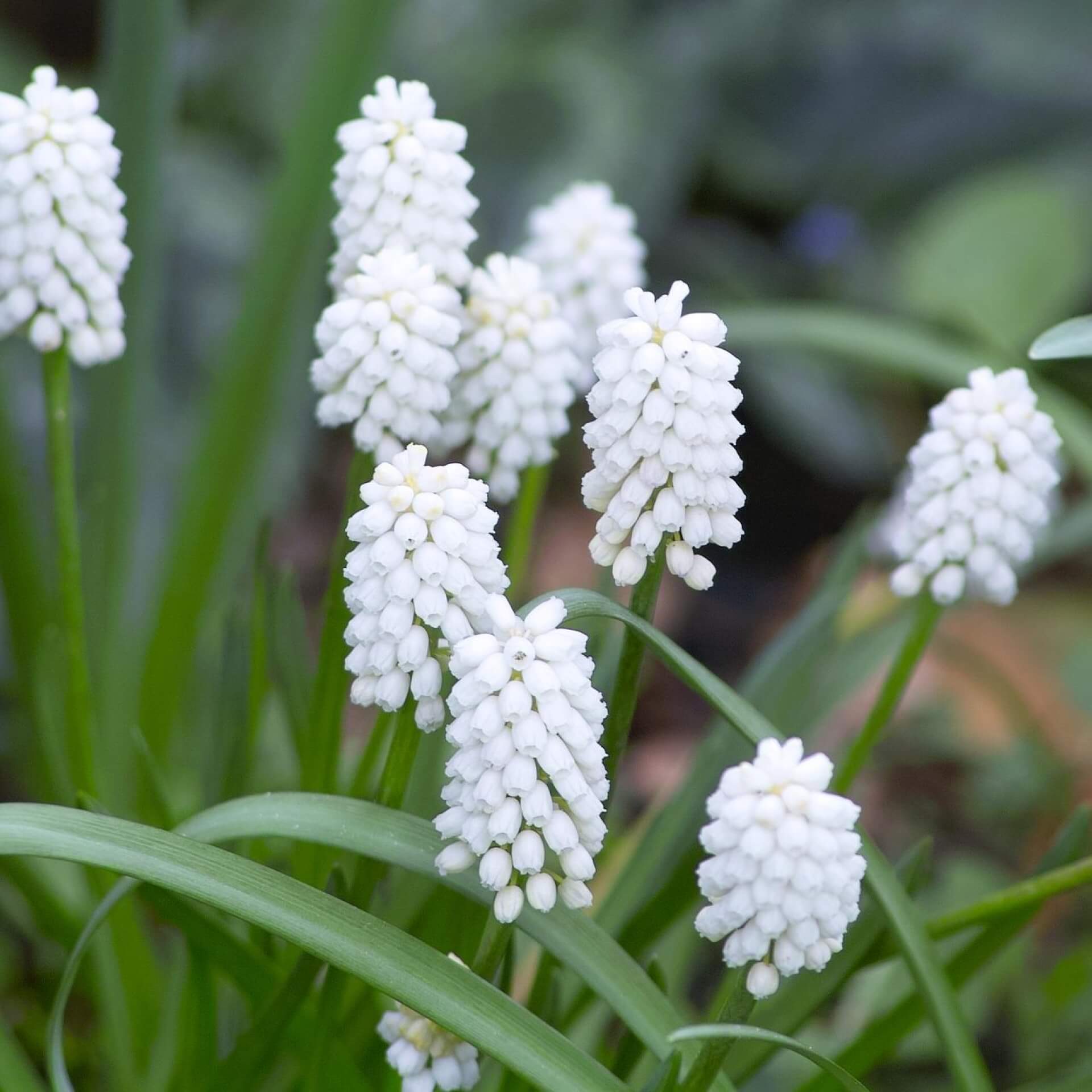 Weiße Traubenhyazinthe  (Muscari azureum 'Album')