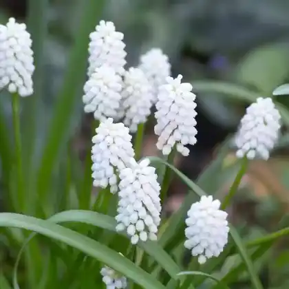 Foto von Weiße Traubenhyazinthe  (Muscari azureum 'Album')