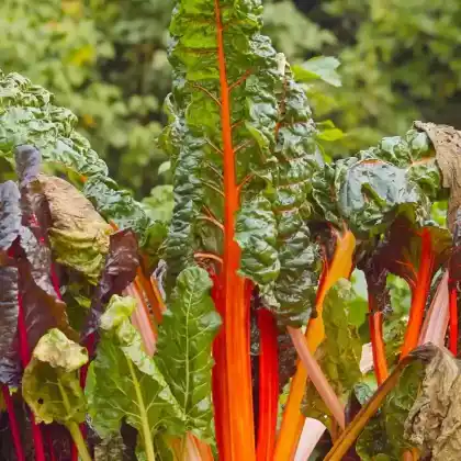 Foto von Blatt-Mangold 'Bright Lights' (Beta vulgaris subsp. vulgaris (Mangold) 'Bright Lights')