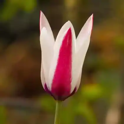 Foto von Damen-Tulpe  'Peppermintstick' (Tulipa clusiana 'Peppermintstick')