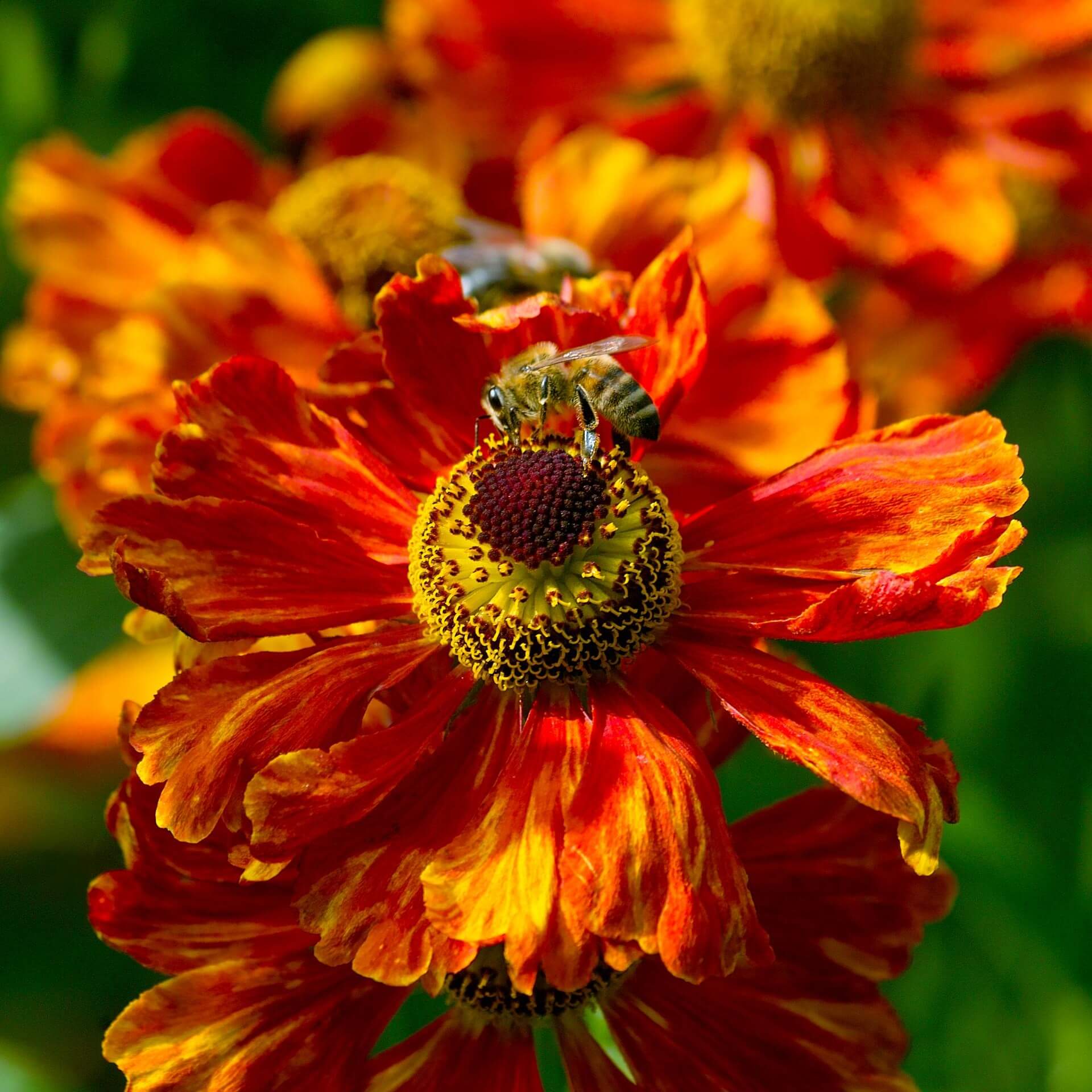 Sonnenbraut 'Chelsey' (Helenium x cultorum 'Chelsey')