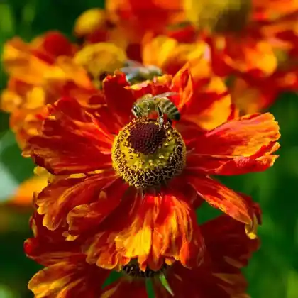 Foto von Sonnenbraut 'Chelsey' (Helenium x cultorum 'Chelsey')