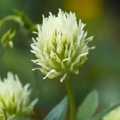 Foto von Blassgelber Klee (Trifolium ochroleucum)