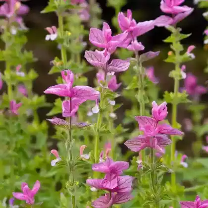 Foto von Buntschopf-Salbei (Salvia viridis)