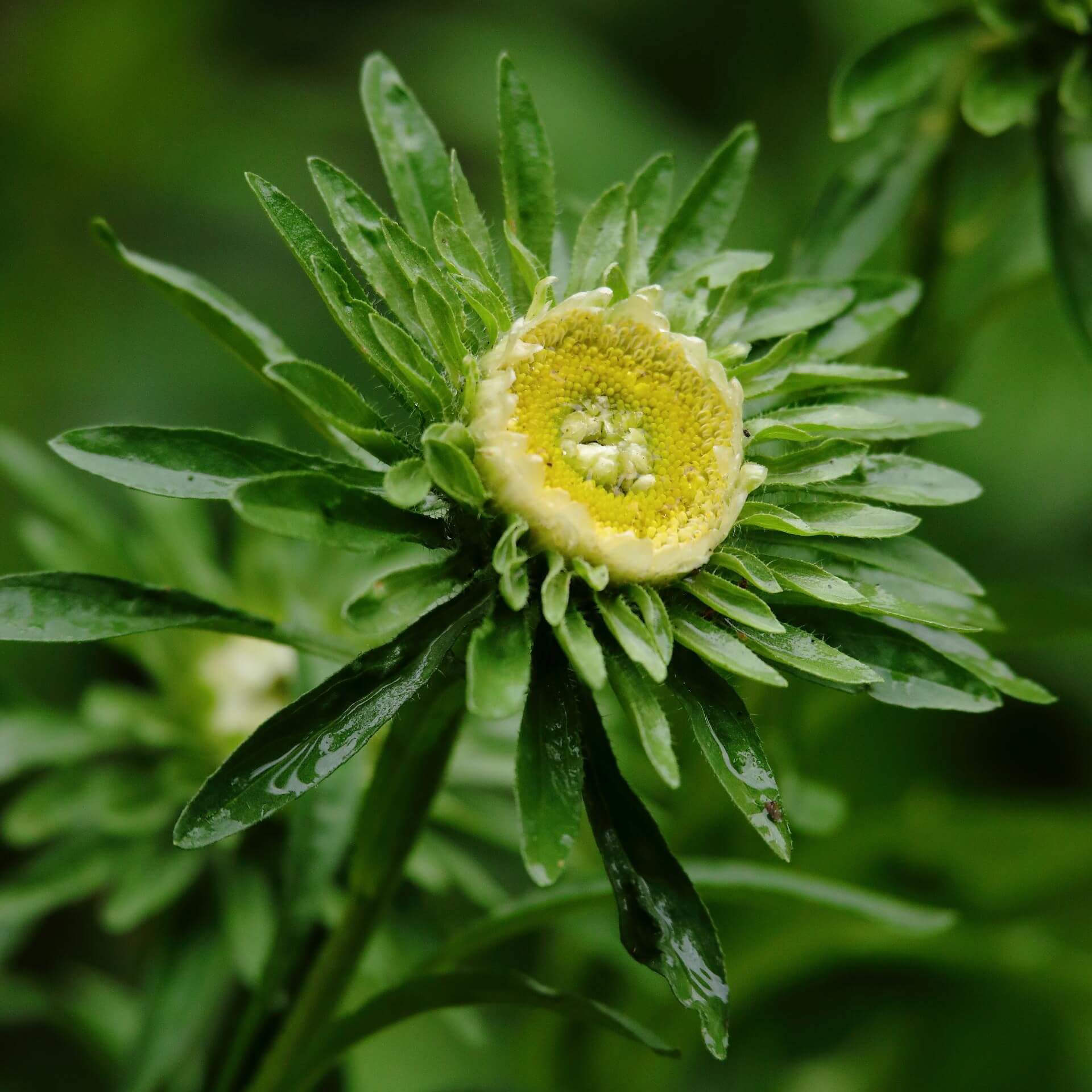 Sommeraster (Callistephus chinensis)