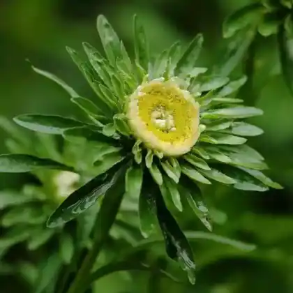 Foto von Sommeraster (Callistephus chinensis)