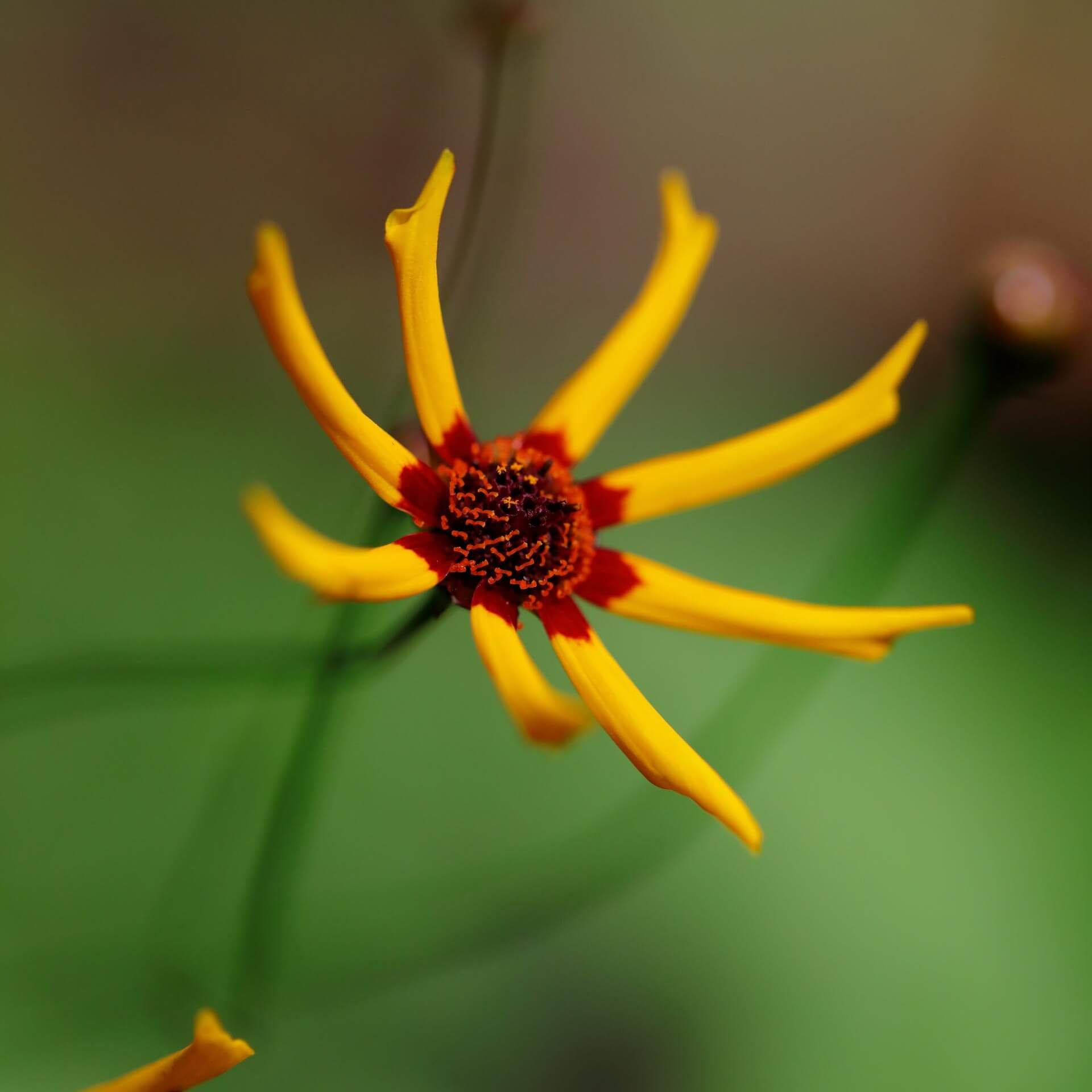 Sternblütiges Mädchenauge 'Mardi Gras' (Coreopsis tinctoria 'Mardi Gras')