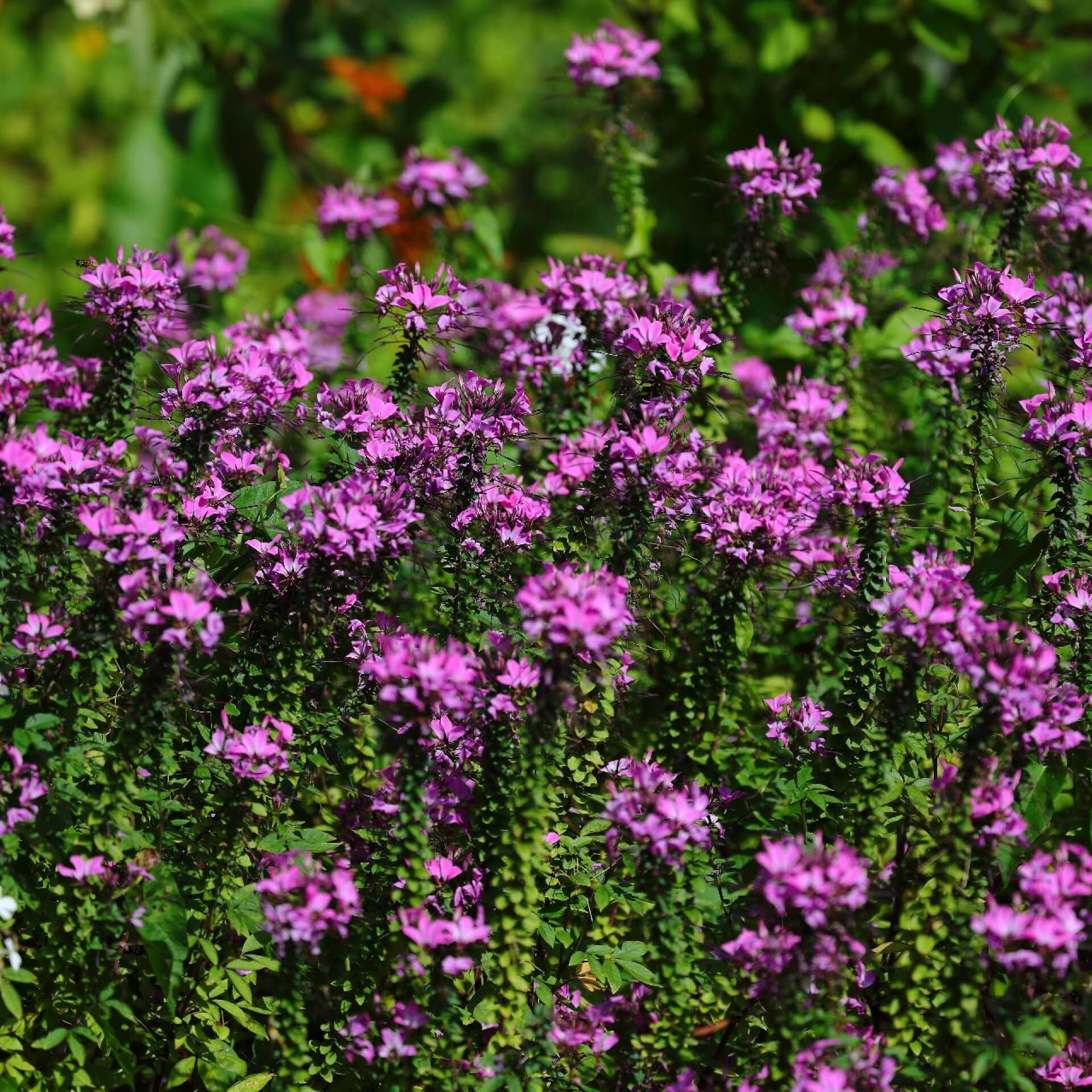 Cleome 'Senorita Rosalita' (Cleome hassleriana 'Senorita Rosalita')