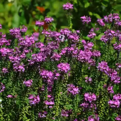Foto von Cleome 'Senorita Rosalita' (Cleome hassleriana 'Senorita Rosalita')