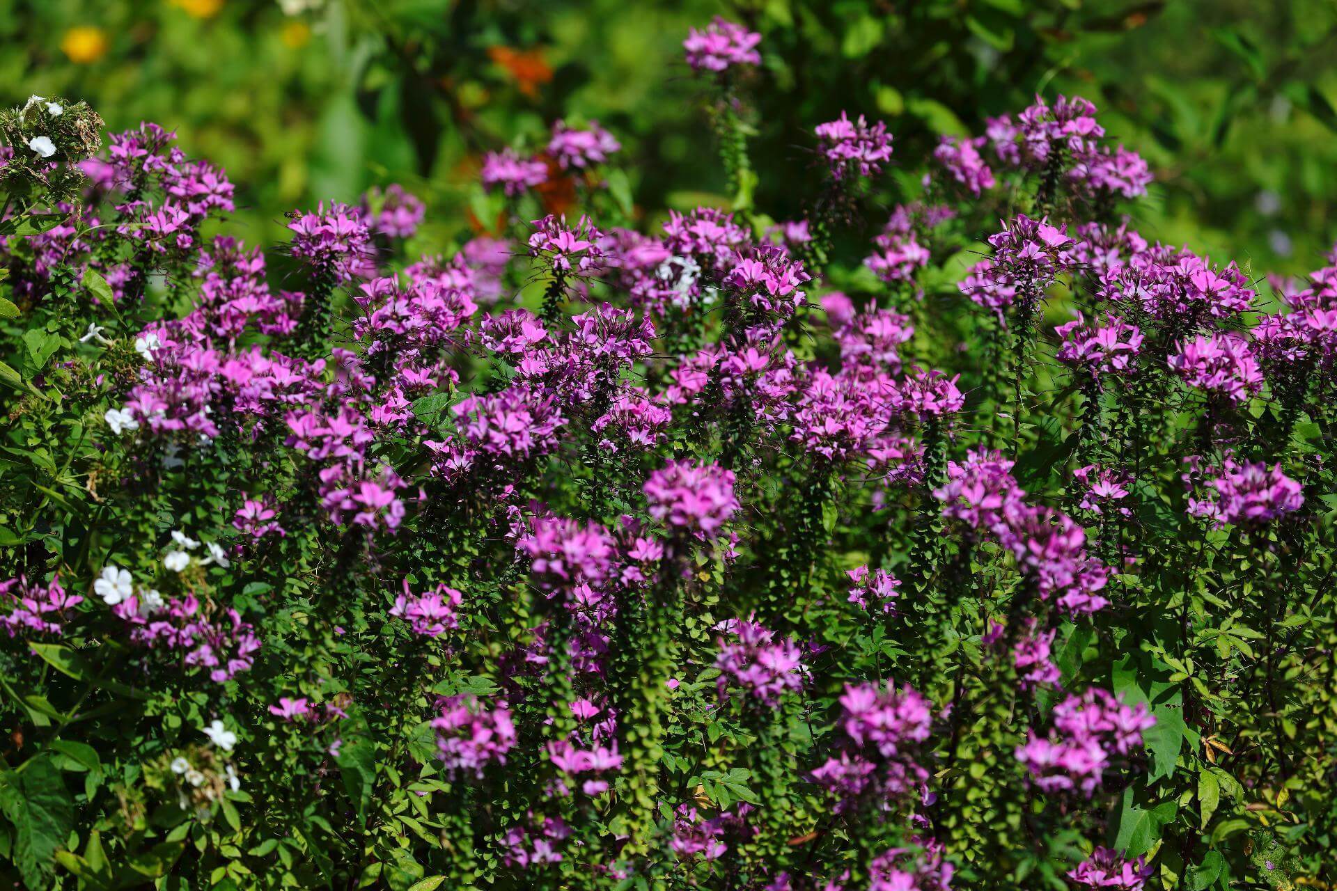 Cleome 'Senorita Rosalita' / Cleome hassleriana 'Senorita Rosalita'