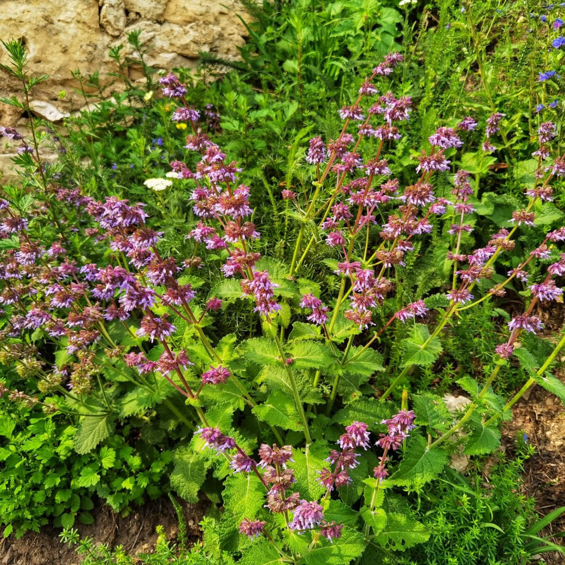 Echte Betonie (Stachys officinalis)