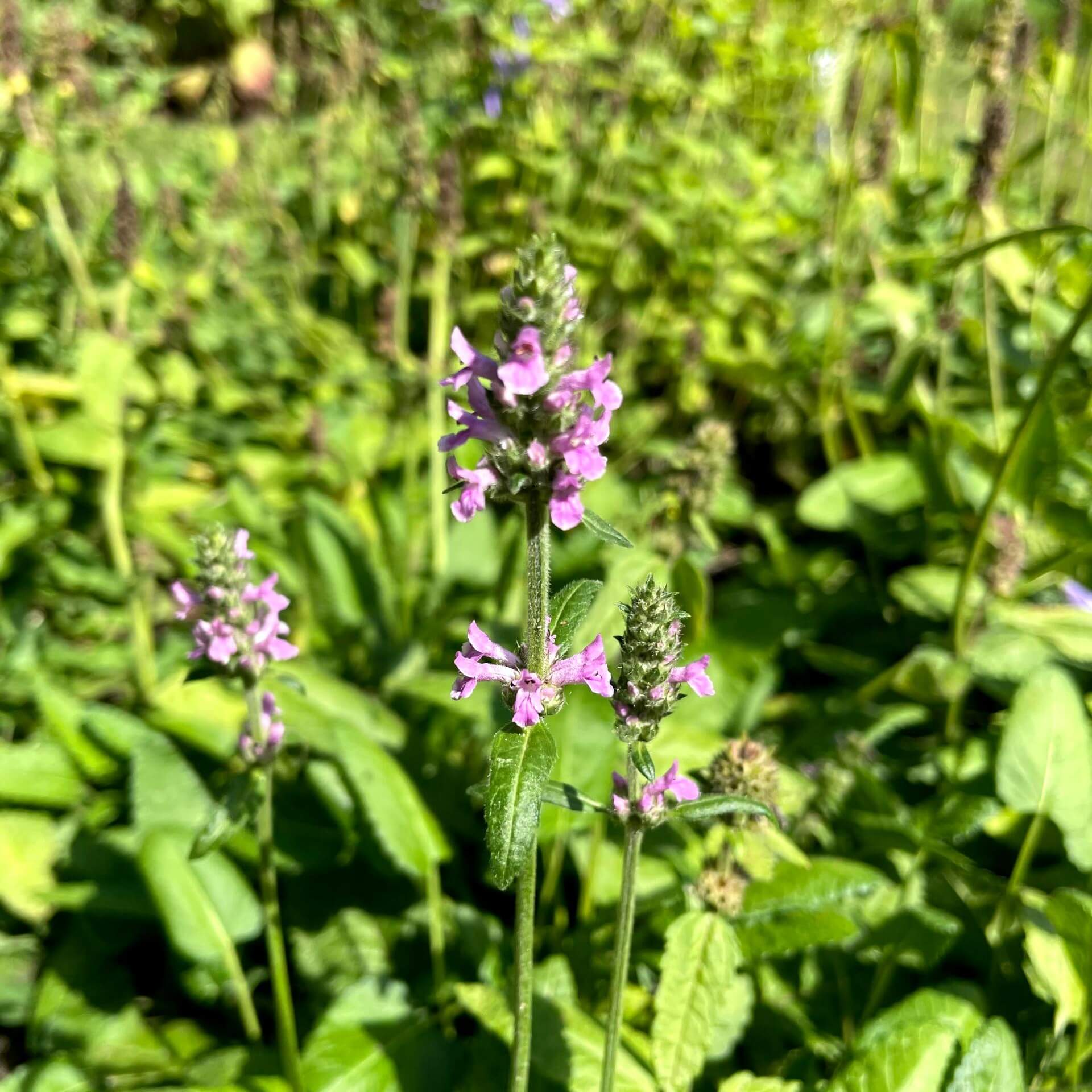 Echte Betonie (Stachys officinalis)