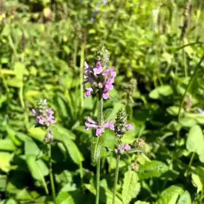 Foto von Heil-Ziest (Stachys officinalis)