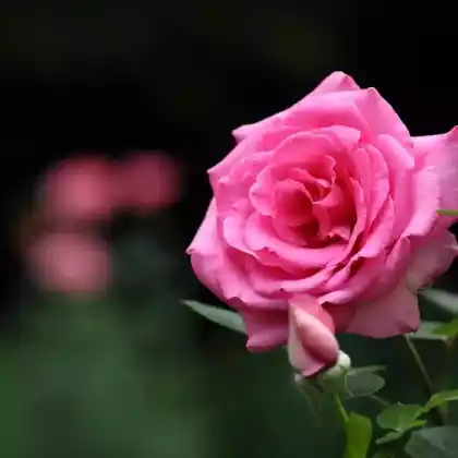 Foto von Edelrose 'Big Purple' (Rosa 'Big Purple'')