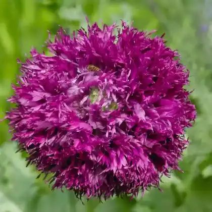 Foto von Schlafmohn 'Black Swan' (Papaver somniferum 'Black Swan')