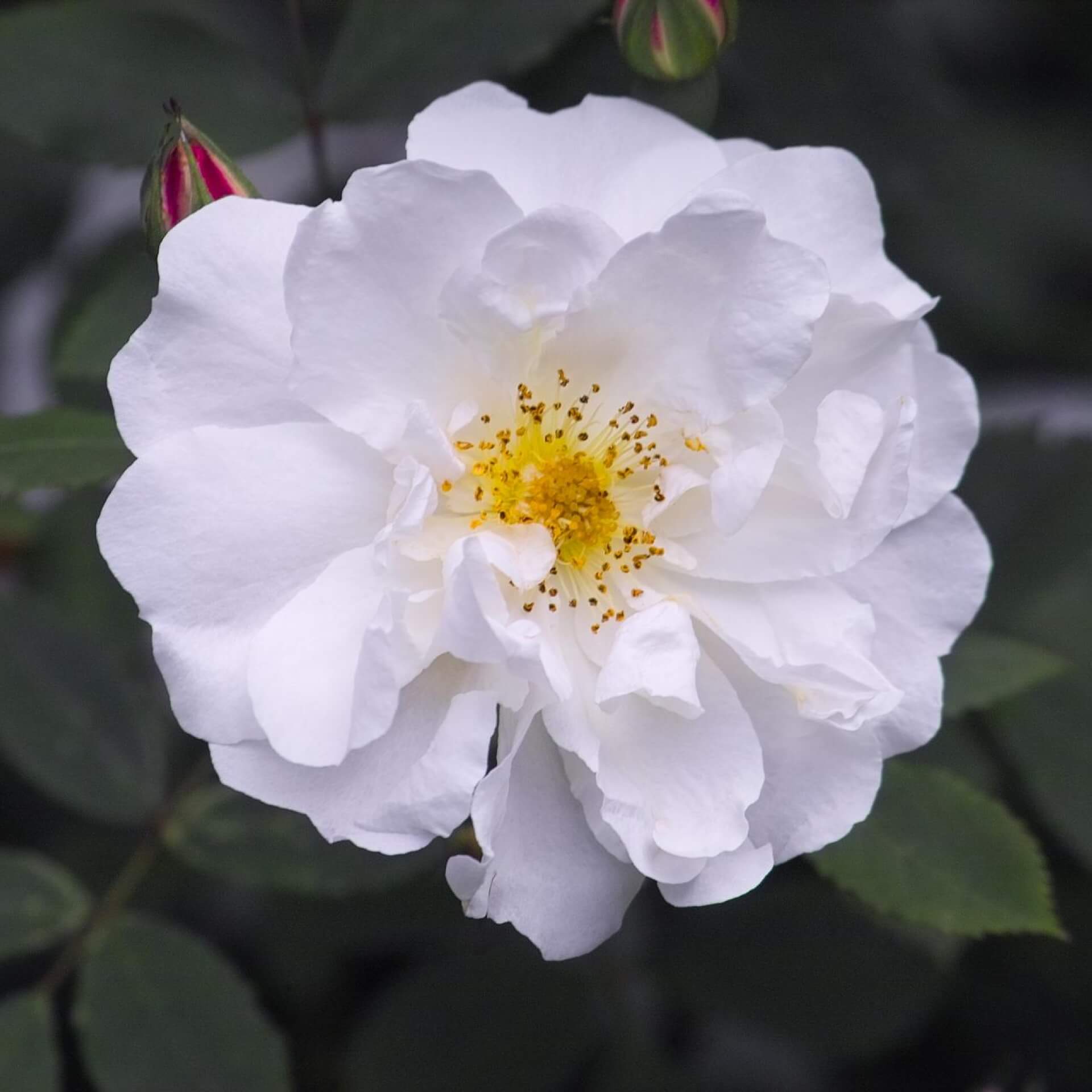 Rambler-Rose 'Venusta Pendula' (Rosa arvensis 'Venusta Pendula')