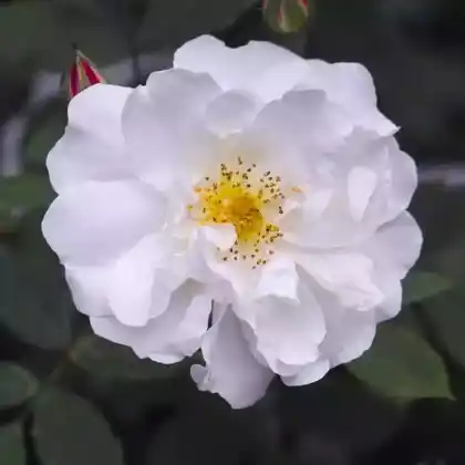 Foto von Rambler-Rose 'Venusta Pendula' (Rosa arvensis 'Venusta Pendula')
