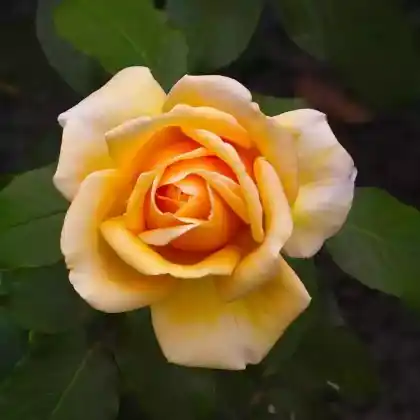 Foto von Englische Rose 'Pat Austin' (Rosa 'Pat Austin')