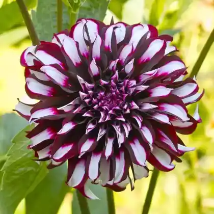 Foto von Dahlie 'Tartan' (Dahlia 'Tartan')
