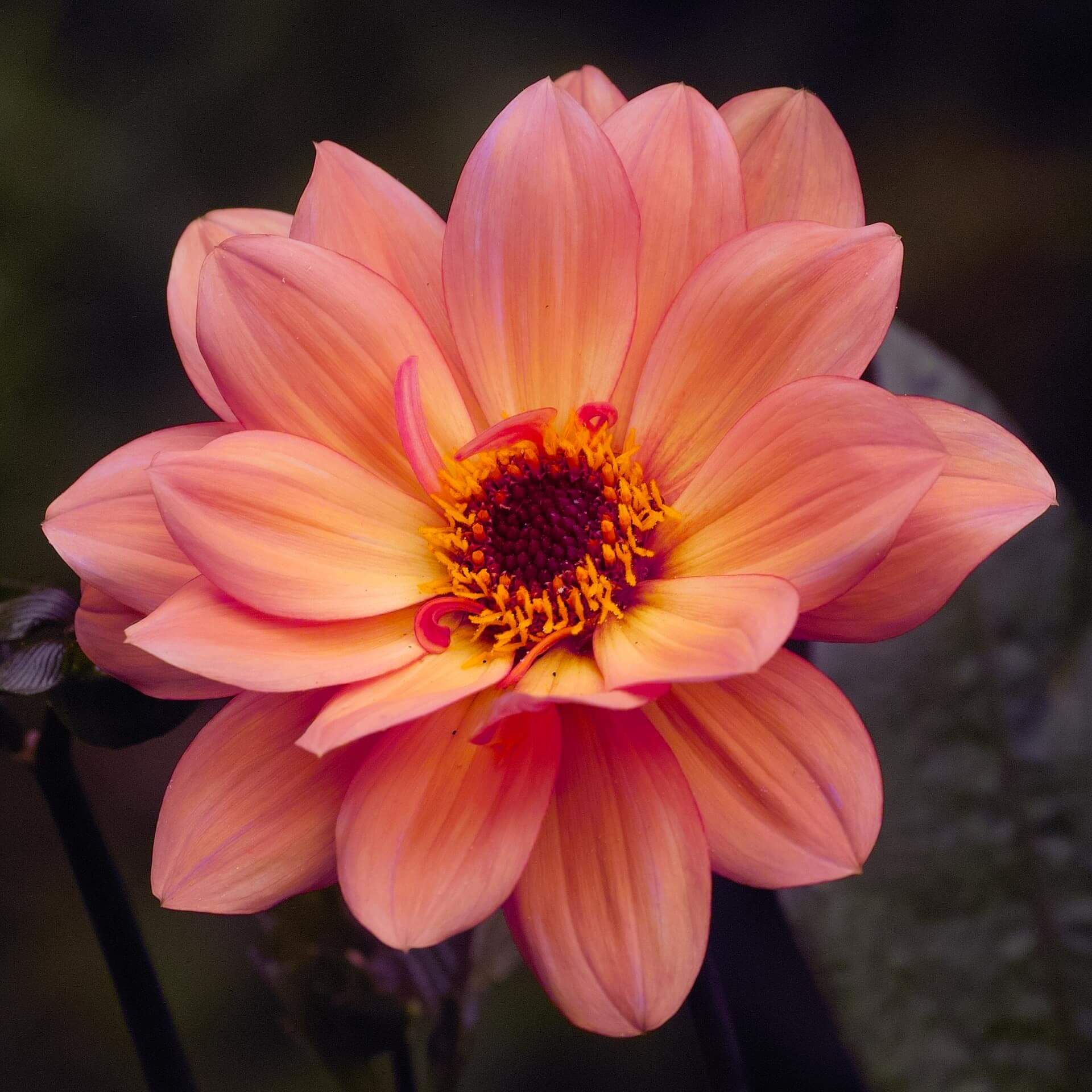 Dahlie 'Classic Poeme' (Dahlia 'Classic Poeme')