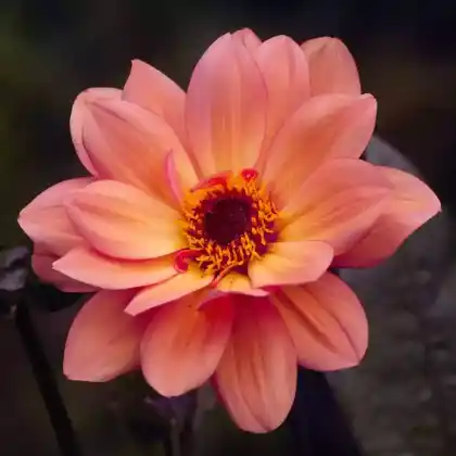 Foto von Dahlie 'Classic Poeme' (Dahlia 'Classic Poeme')