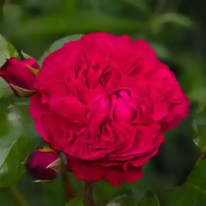 Foto von Strauchrose 'Red Eden Rose' (Rosa 'Red Eden Rose')