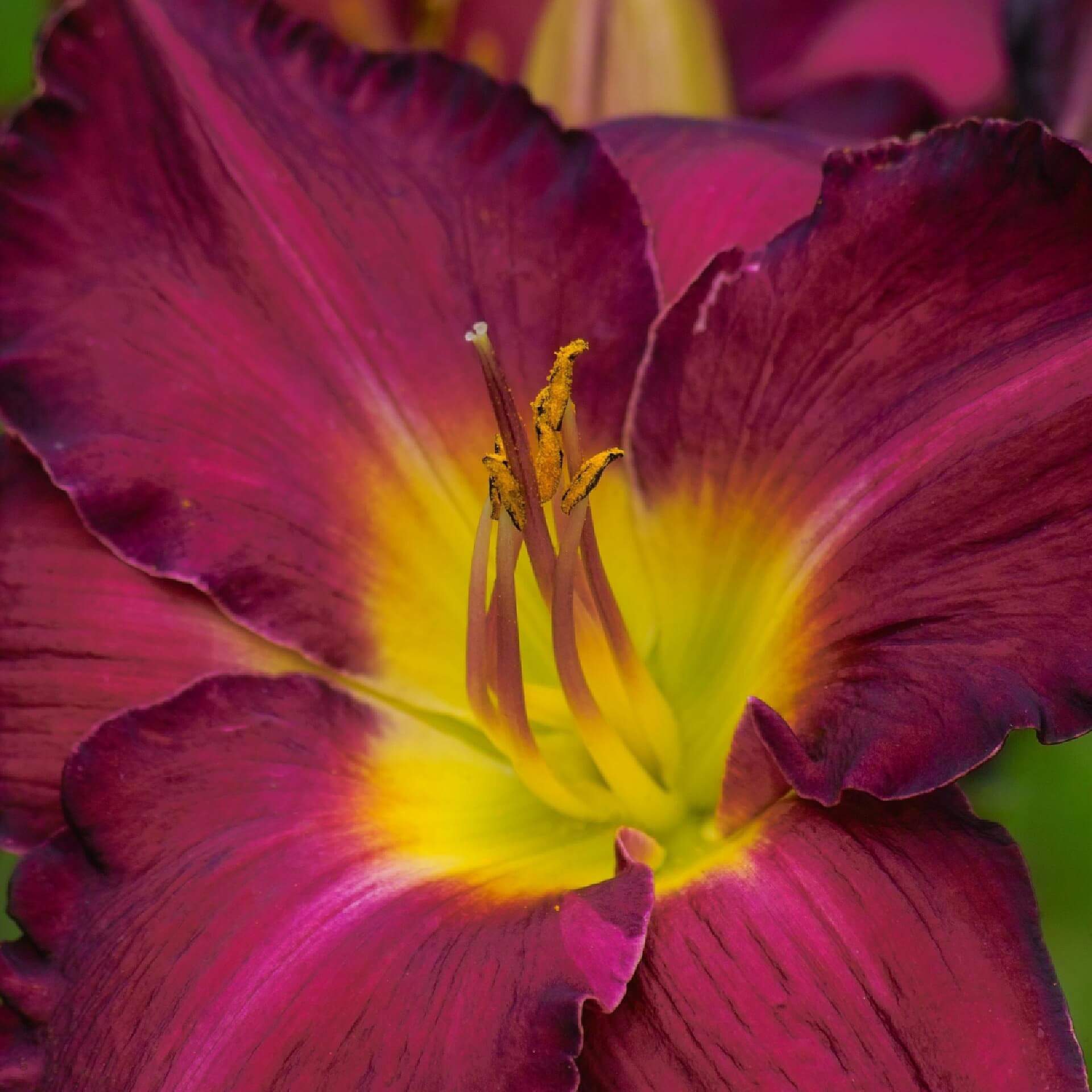 Taglilie 'Bela Lugosi' (Hemerocallis x hybrida 'Bela Lugosi')