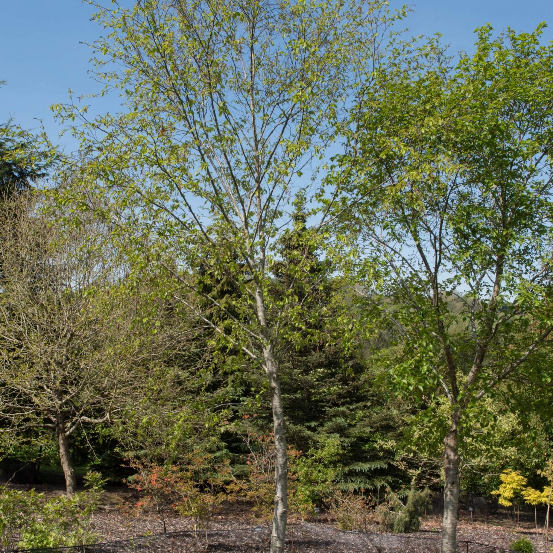 Gelb-Birke (Betula alleghaniensis)