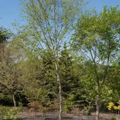 Foto von Gelb-Birke (Betula alleghaniensis)