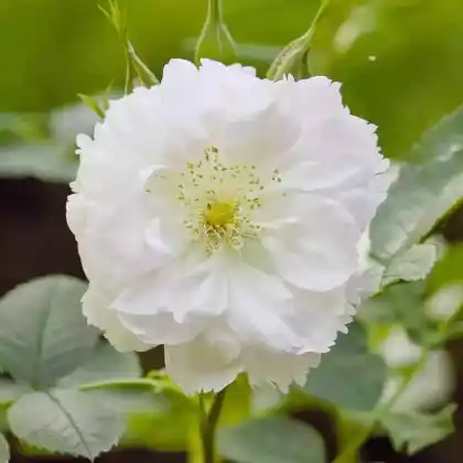 Foto von Rose 'Fimbriata' (Rosa rugosa 'Fimbriata')