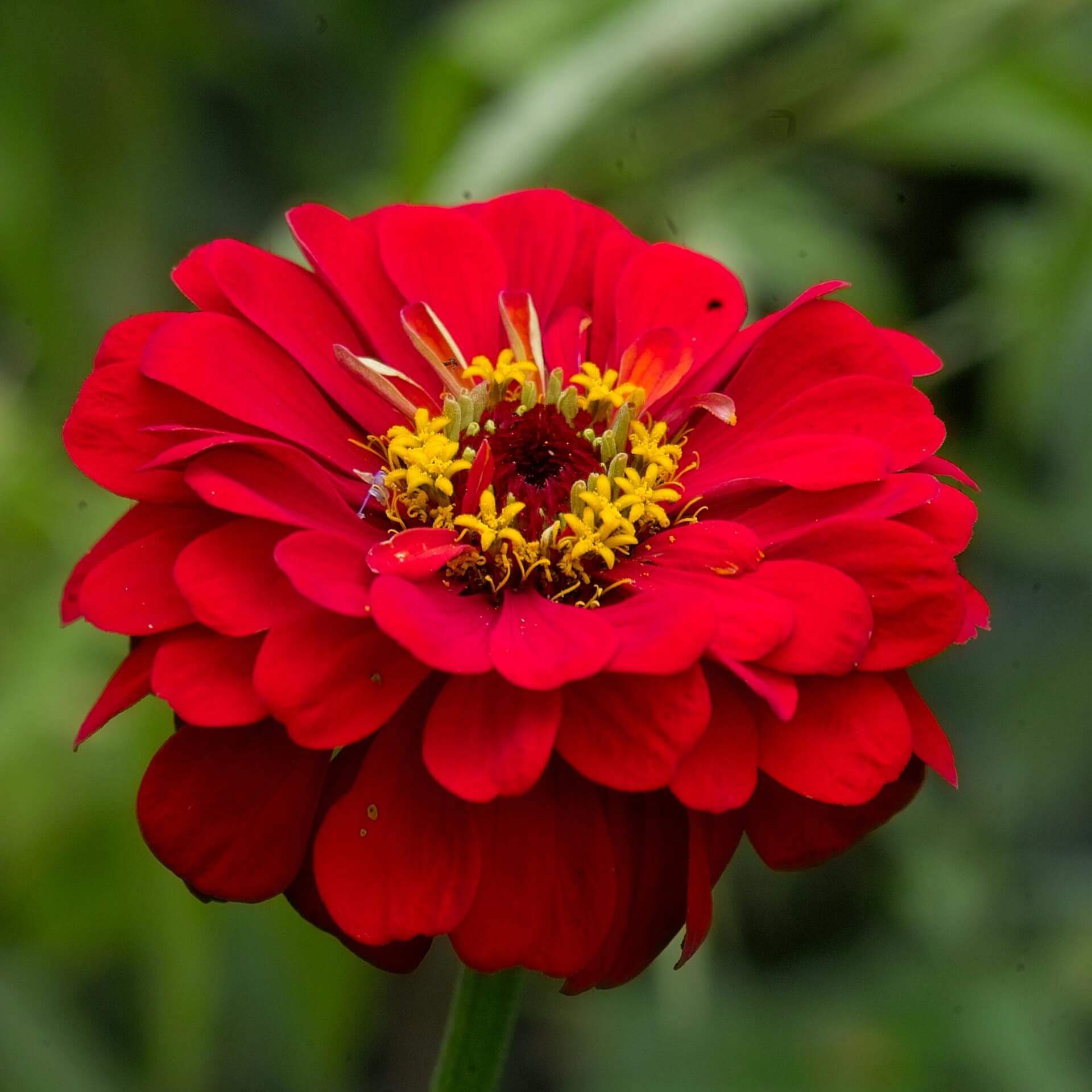 Zinnie (Zinnia elegans)