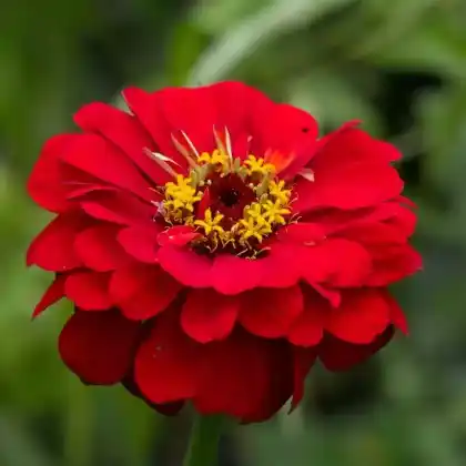 Foto von Zinnie (Zinnia elegans)