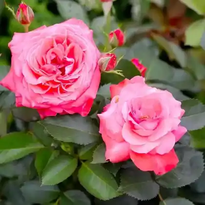 Foto von Beetrose 'Ludwigshafen am Rhein' (Rosa 'Ludwigshafen am Rhein')