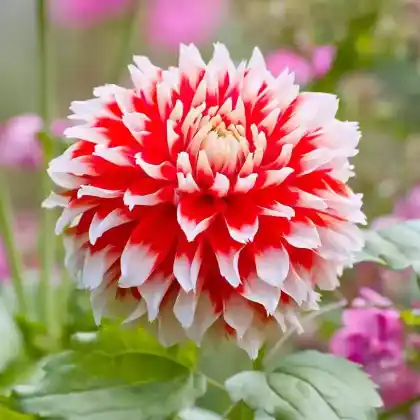 Foto von Dahlie 'Hapet Joker' (Dahlia 'Hapet Joker')
