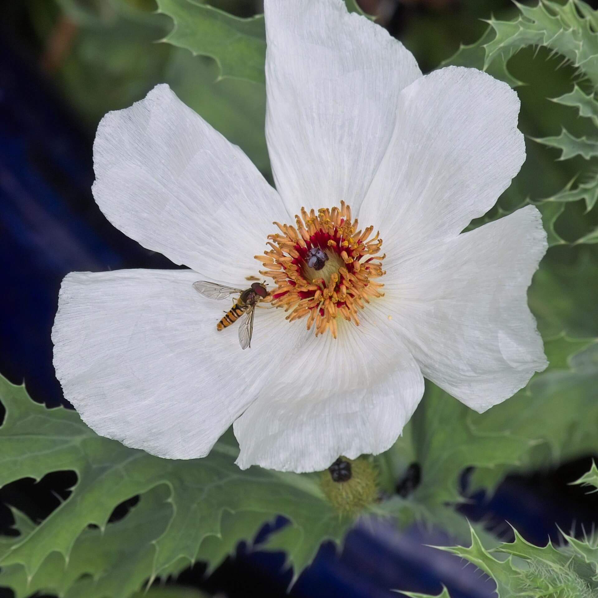 Großblütiger Stachelmohn (Argemone grandiflora)