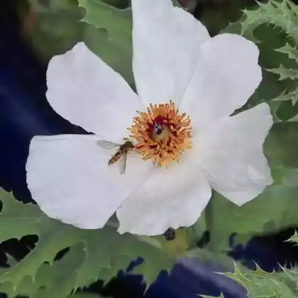 Foto von Großblütiger Stachelmohn (Argemone grandiflora)