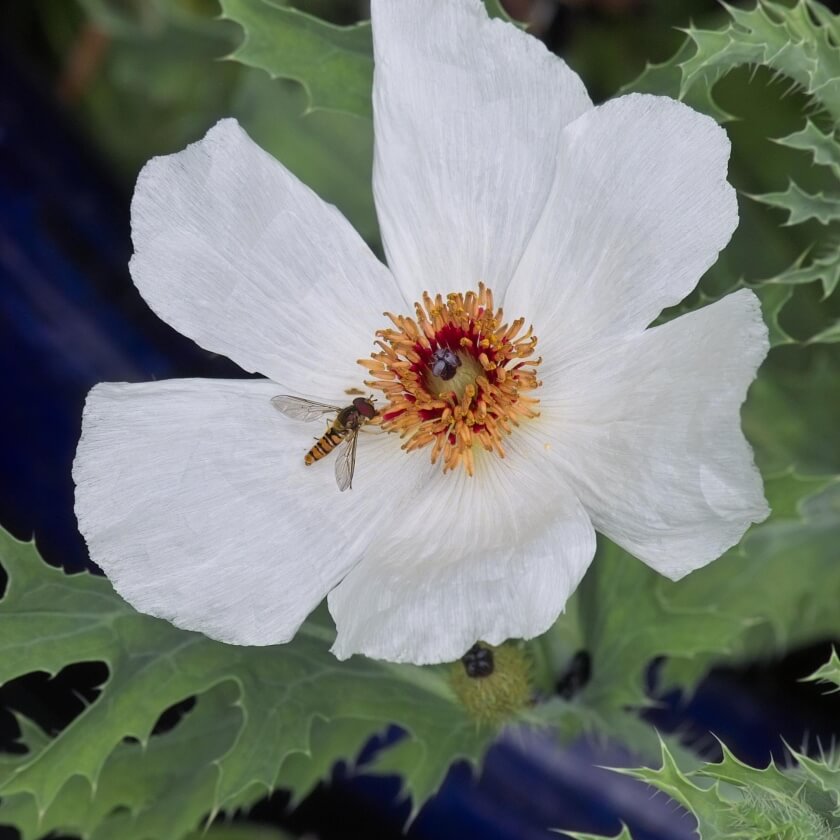 Großblütiger Stachelmohn / Argemone grandiflora