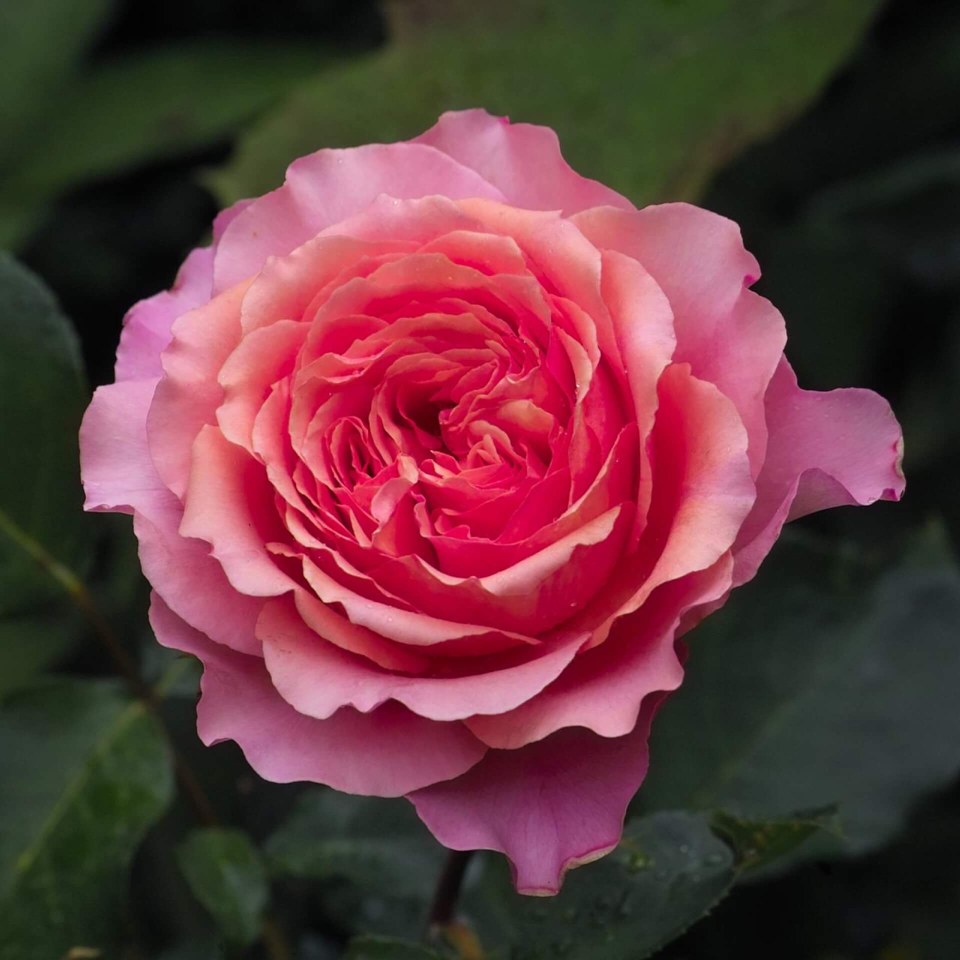 Rosa 'Albrecht Dürer Rose' (Rosa 'Albrecht Dürer Rose')