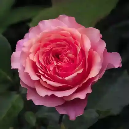 Foto von Rosa 'Albrecht Dürer Rose' (Rosa 'Albrecht Dürer Rose')