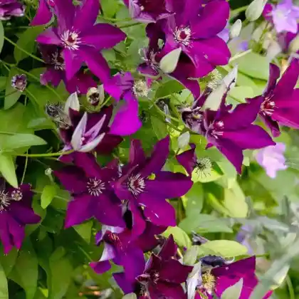 Foto von Clematis 'Stasik' (Clematis 'Stasik')