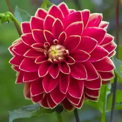 Foto von Dahlie 'Maxime' (Dahlia 'Maxime')